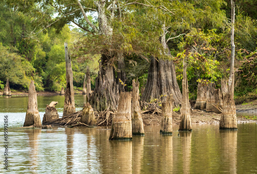 Stumps from felling of bald cypress trees in the past seen in calm waters of the bayou of Atchafalaya Basin near Baton Rouge Louisiana photo