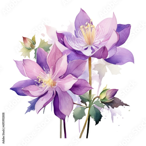 Big Blooming Purple Columbine Flower Botanical Watercolor Painting Illustration