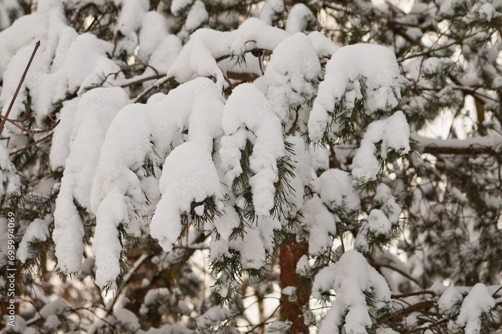 winter background, in the photo there is a spruce in the forest and snow on the tree branches, close-up winter background, in the photo there is a spruce in the forest and snow on the tree branches, close-up