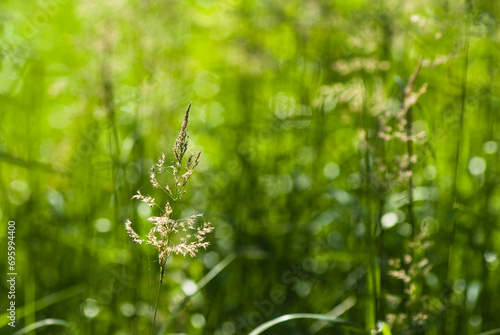 green summer background, photo shows meadow flowers and green grass © fotofotofoto