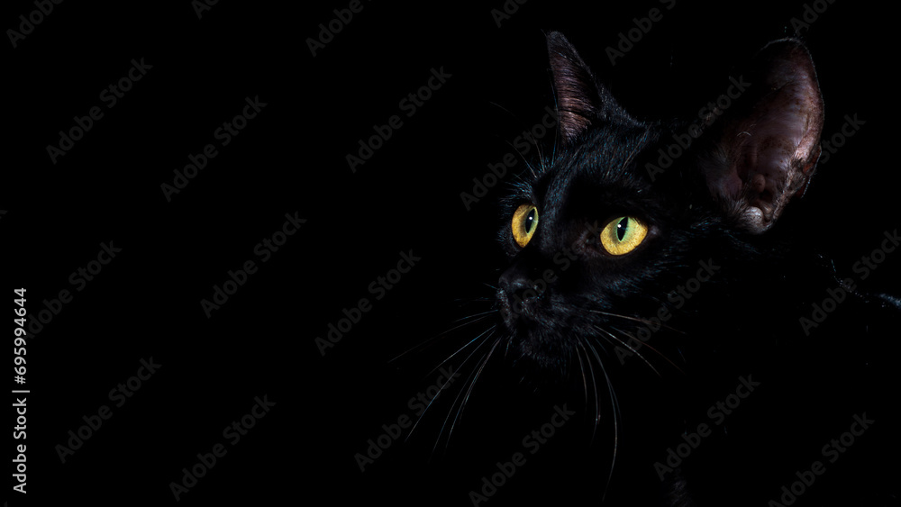 portrait of a black domestic pedigree cat felis catus