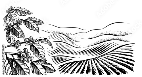 coffee plantation landscape. Coffee plant drawing