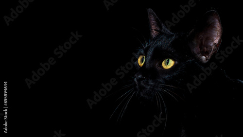 portrait of a black domestic pedigree cat felis catus © Bangmunce