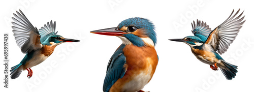 Set of wild kingfisher birds, flaunting blue azure and orange feathers while flying, Isolated on Transparent Background, PNG