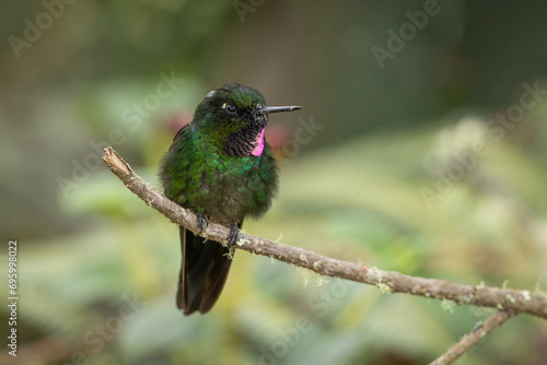 Tourmaline Sunangel hummingbird perched on a branch photo