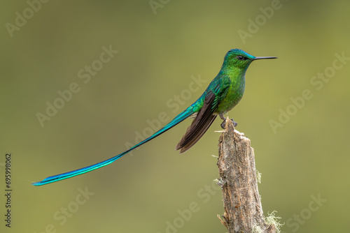 Long-tailed Sylph perched on a tree stump