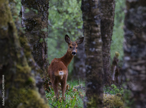 Raw deer deep in the forest in Norway © Einar
