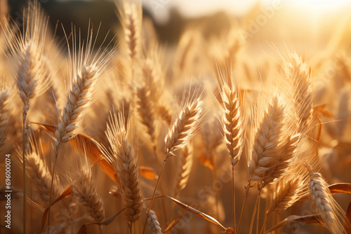 the essence of a sunlit wheat field with close-up shots of golden wheat swaying in the breeze, creating a visually stunning photo.