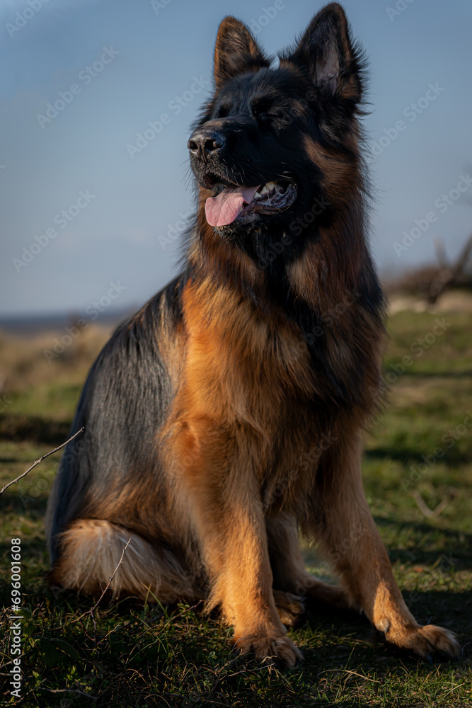 German Shepard German Shepard