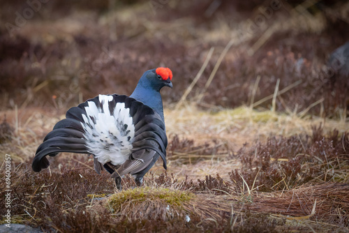 black grouse early morning dance in april © Einar
