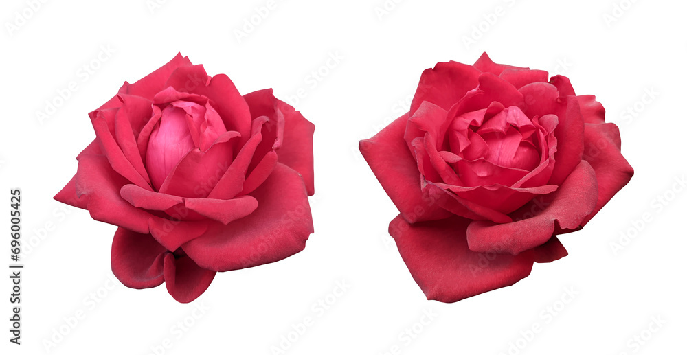 Red rose flowers isolated on transparent background Stock Illustration ...