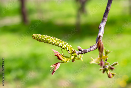 A blossoming earring on a walnut tree branch against a background of spring greenery