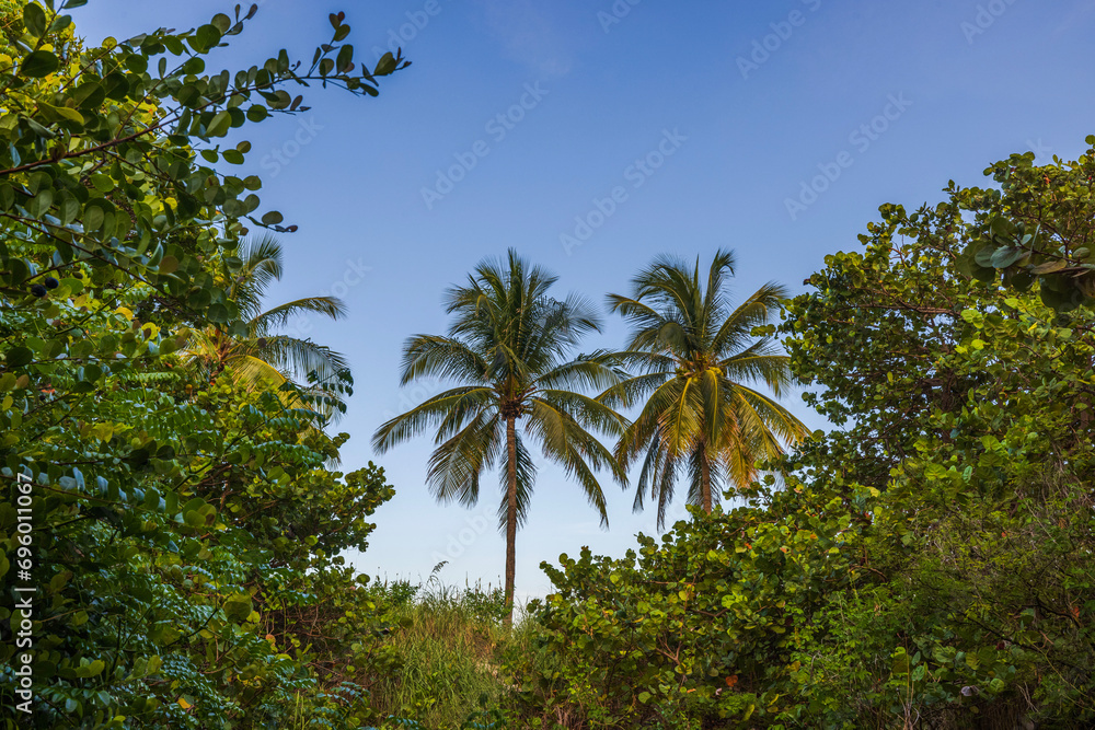 Beautiful view of coconut palm trees amidst tropical vegetation against a backdrop of blue sky. Miami Beach. USA.