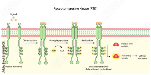 Tyrosine kinase receptor. Dimerization, phosphorylation, activation and cellular response. Cell membrane receptors for ligands as growth factors and cytokines binding. Insulin receptor. vector design