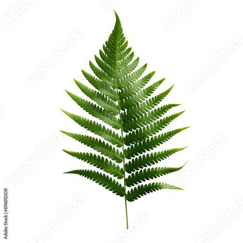 green fern leaf isolated. leaf isolated on transparent