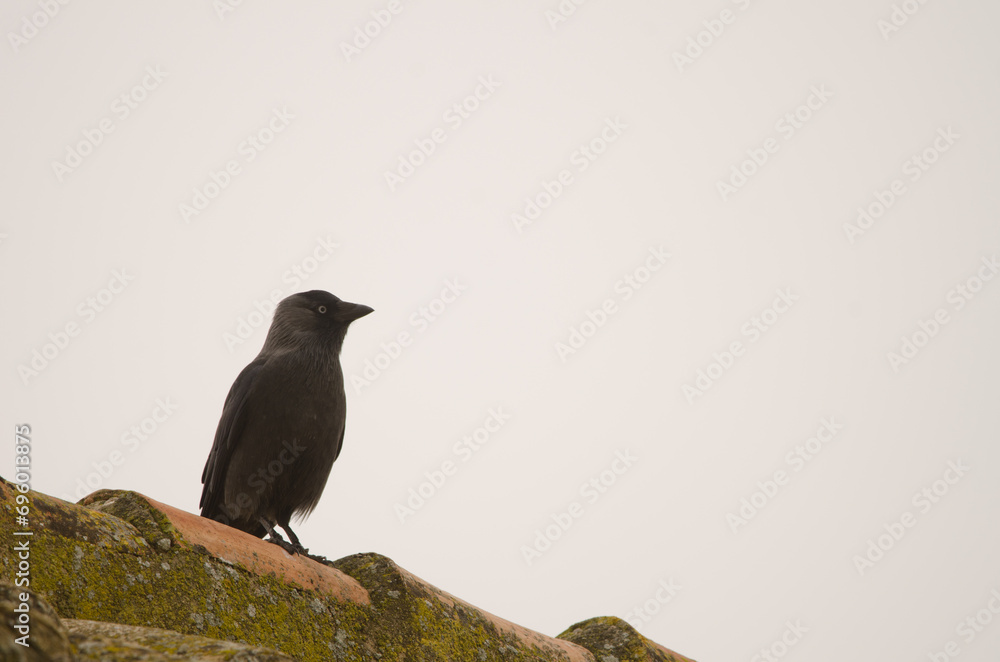 Obraz premium Western Eurasian jackdaw Coloeus monedula spermologus. Bornos. Cadiz. Andalusia. Spain.