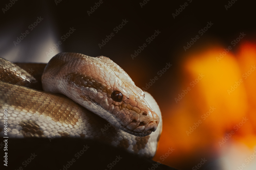 Fototapeta premium Wildlife