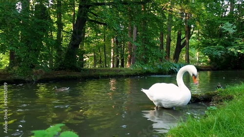 beautiful white swan in historic Zywiec Park.  Silesia, Poland photo
