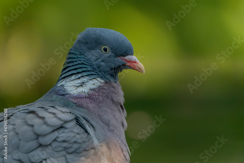Portrait of a Common Wood Pigeon (Columba palumbus) in the forest Overijssel in the Netherlands. Funny bird. 