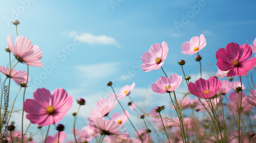 Field of pink flowers is in bloom under a clear blue sky © MP Studio