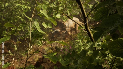 Triceratops Dinosaur Walking In A Lush Forest, Top Down View 