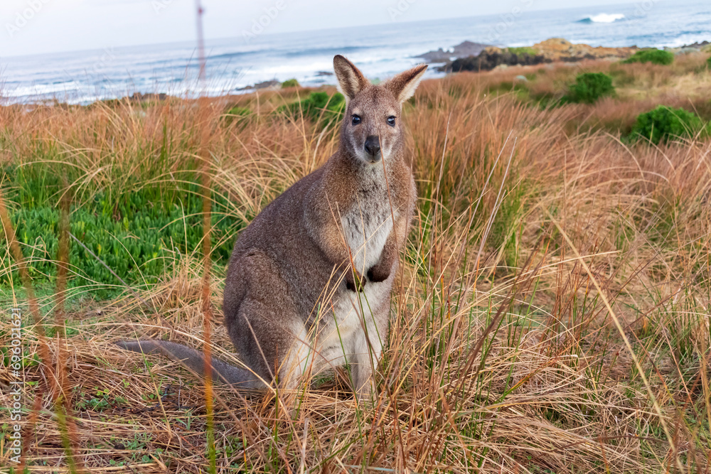 Photograph of a lone Bennetts Wallaby standing amongst grass near the coast on King Island in the Bass Strait of Tasmania in Australia Photograph of a lone Bennetts Wallaby standing amongst grass near the coast on King Island in the Bass Strait of Tasmania in Australia
