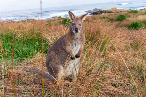 Photograph of a lone Bennetts Wallaby standing amongst grass near the coast on King Island in the Bass Strait of Tasmania in Australia