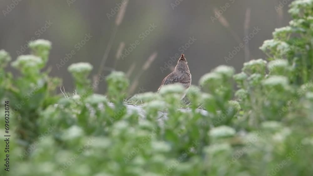 The crested lark sings in the morning. A beautiful video with a singing bird. The voice of the Galerida cristata The crested lark sings in the morning. A beautiful video with a singing bird. The voice of the Galerida cristata