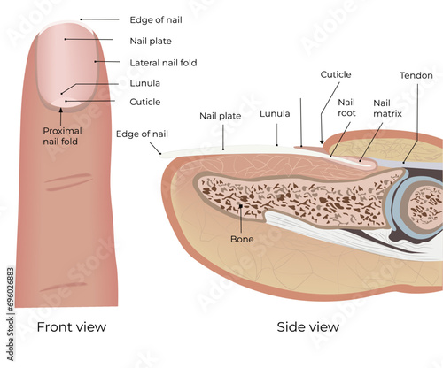 Structure of nail and finger. Medical illustration. Anatomical illustration. Suitable for doctors, students, medical journals, articles. Material for podiatrists. Nail Health. Educational material for