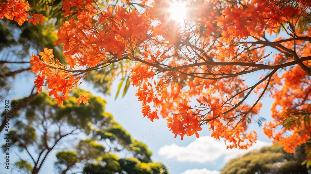 In the park, there is the flamboyant and the royal poinciana tree, which has bright orange flowers.
