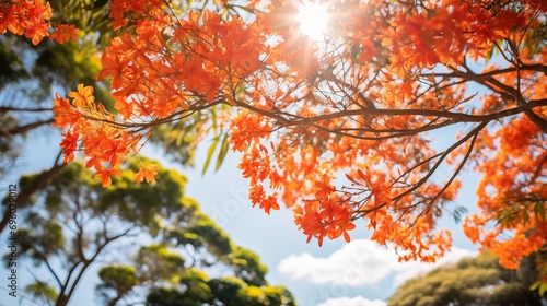 In the park, there is the flamboyant and the royal poinciana tree, which has bright orange flowers. photo