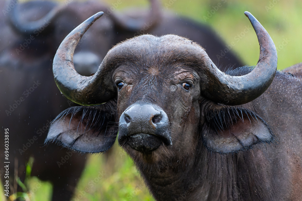 Portrait of a Buffalo standing in the rain in Kruger National Park in South Africa Portrait of a Buffalo standing in the rain in Kruger National Park in South Africa