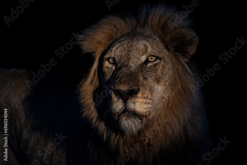 Fototapeta Naklejka Na Ścianę i Meble -  Portrait of a dominant male lion in the spotlight in the dark in a Game Reserve in the Greater Kruger Region in South Africa 