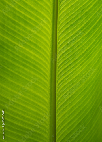 Background of green leaf close up