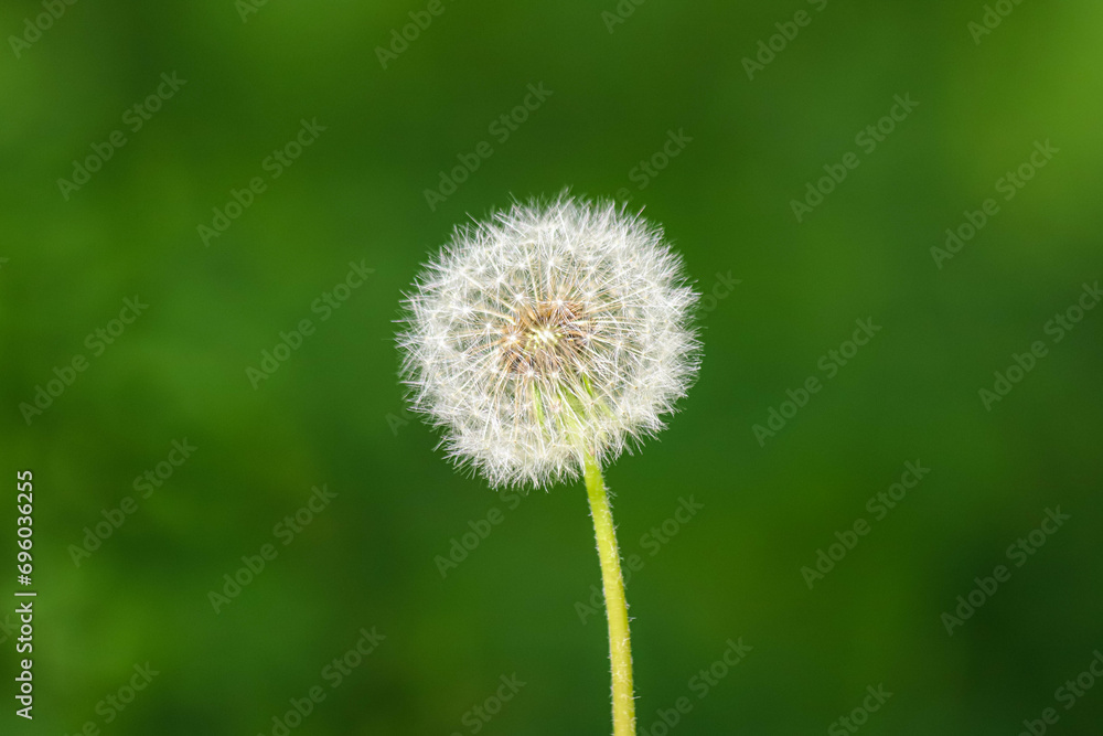Closeup of a dandelion flower turned to seed on blurred green background Closeup of a dandelion flower turned to seed on blurred green background