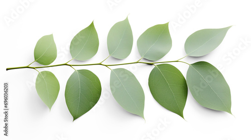 Eucalyptus leaves. Generative AI