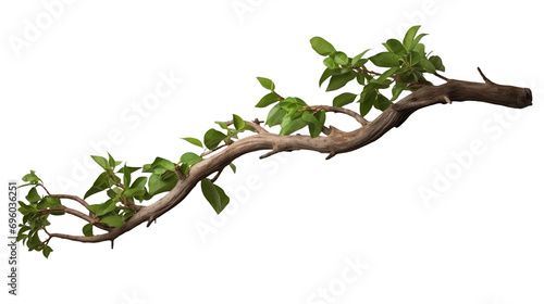 Twisted Jungle Tree Branch with Growing Plant Isolated on Transparent Background. Generative AI