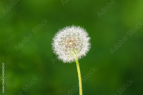 Closeup of a dandelion flower turned to seed on blurred green background