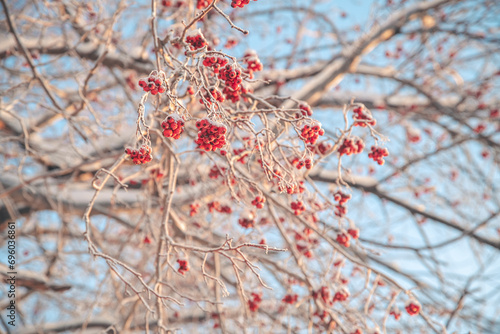 Red rowan in winter under the snow. Winter Concept