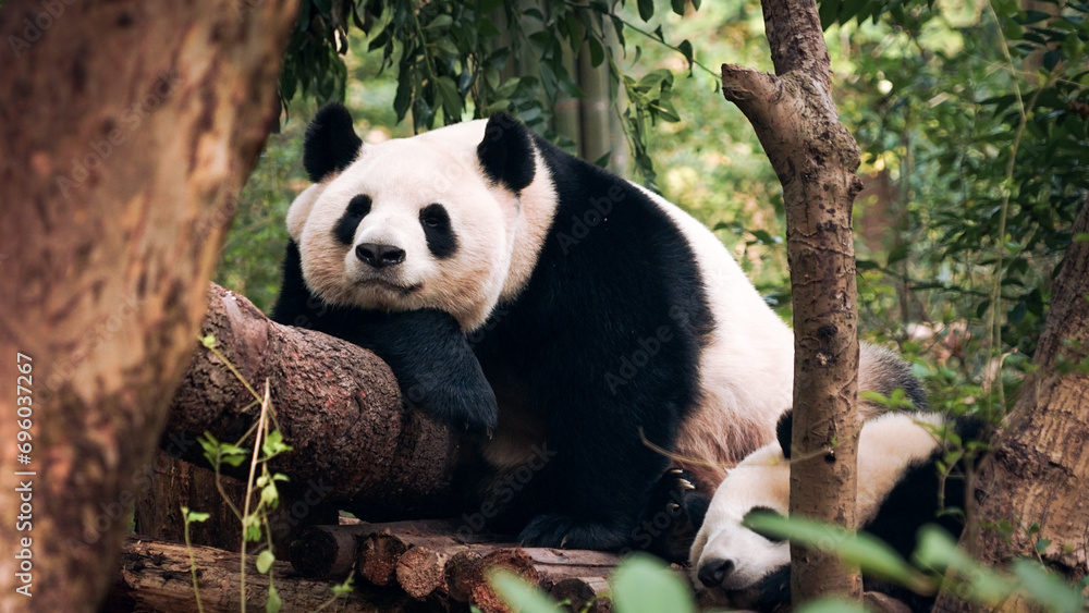 Obraz premium Sleeping panda