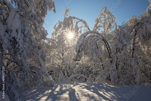 schneebedeckte sich biegende bäume