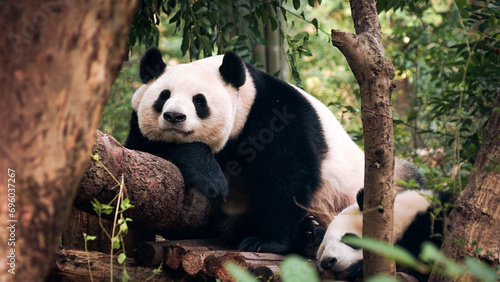 Sleeping panda © Li