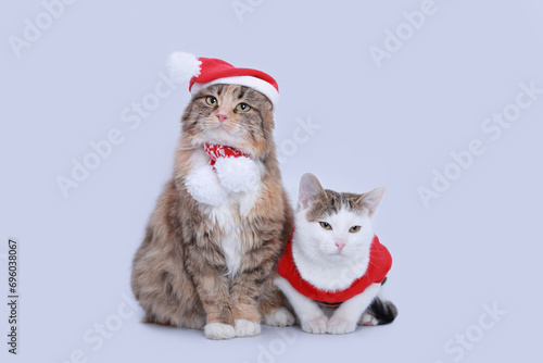 Red fluffy Cat in a Santa Claus hat sits next to a white small cat in a Santa suit. Two Beautiful Christmas cats on a white background. Santa's helper. Winter. Happy New Year. Merry Christmas © Mariia