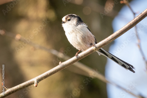 long tailed tit 