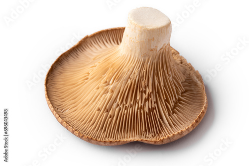 Funghi pleurotus freschi isolati su fondo bianco, cibo vegetariano  photo