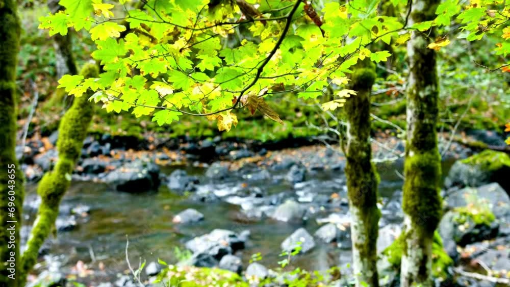 4K Video: Beautiful View of Green Forest with Stream - Nature's Lush Tranquility 4K Video: Beautiful View of Green Forest with Stream - Nature's Lush Tranquility