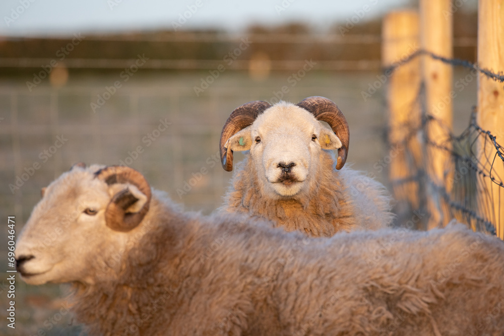 sheep and lambs 