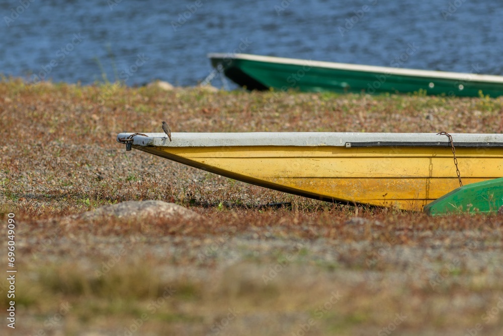 Two little boats, yellow and green wherries lying on the sandy shore. A little bird, a black redstart, perching on the yellow boat. Sunny day by a river.