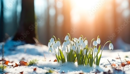 White snowdrops bloomed in a thawed area in the snow, in the background there are sun rays and a forest, the first flowers in spring