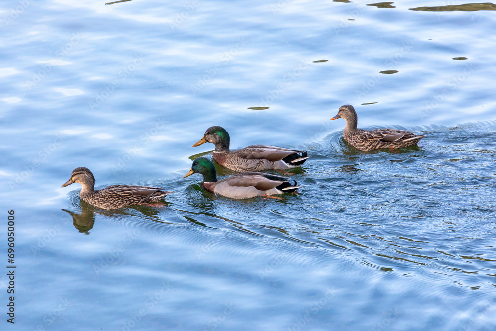 Photograph of Ducks looking for food while paddling in flood waters at the Manapouri Boat Club in Fiordland on the South Island of New Zealand Photograph of Ducks looking for food while paddling in flood waters at the Manapouri Boat Club in Fiordland on the South Island of New Zealand